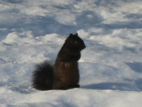 Squirrel