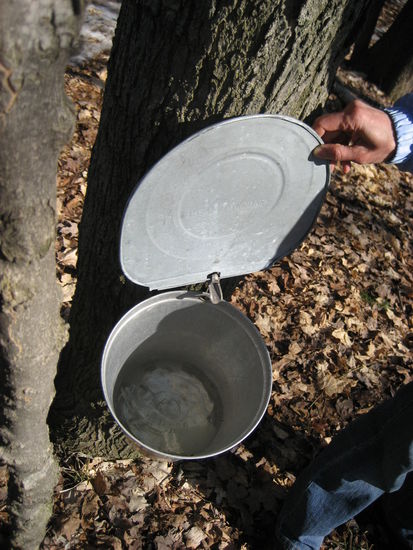 In die Baeume werden Loecher gebohrt und dann der Sap in den Eimern aufgefangen