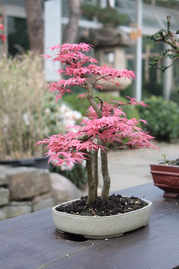 Japanischer Garten, Gruga