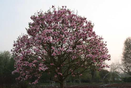 Magnolia, Gruga