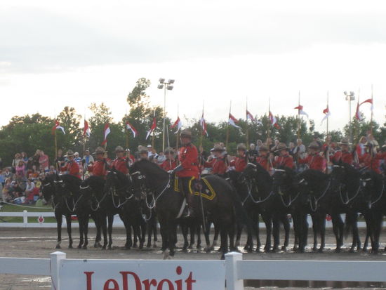 Sind sie nicht hübsch?... natürlich die Pferde!