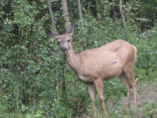 Ein deer - morgens bei uns am Cottage, erste Ausgabe erfüllt!