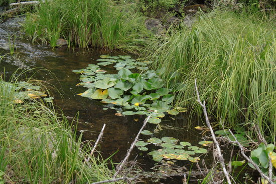 Seerosen im Shadow Lake