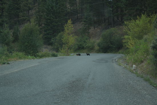 ..in sicherer Entfernung und wir sitzen schön im Auto... Bärenmutter mit Kind