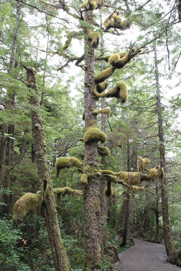 Im Regenwald - the Rainforest Walk