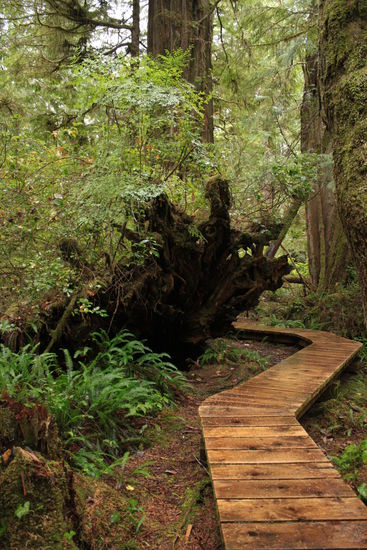 Leider macht der Wald seinem Namen alle Ehre..