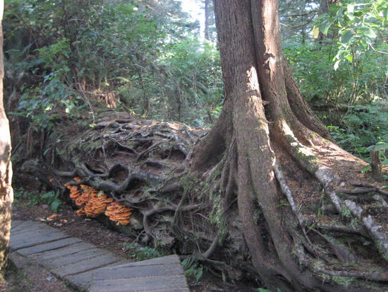 Riesige Bäume, Wurzeln und aussergewöhnliche Pilze
