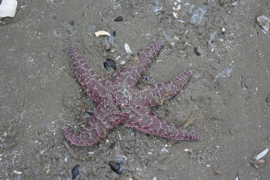 Endlich sehe ich einen Seestern....und kann es kaum glauben, dass wir später eine Stelle entdecken, wo sie zu Hunderten aufeinander hängen... ganz schön glibberig