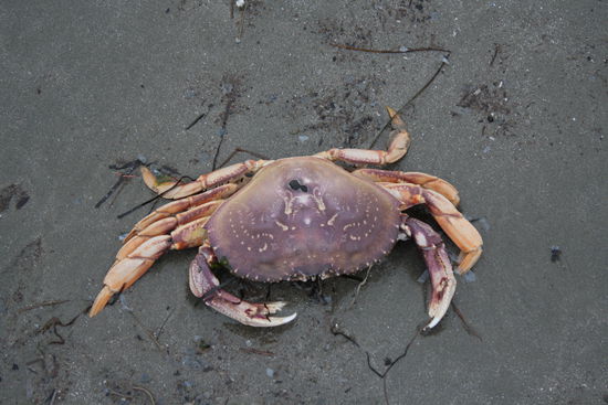 Was man alles so bei Ebbe findet