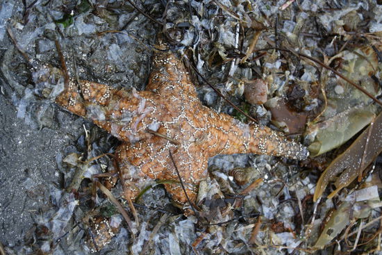 ...und ein orangener... so einzeln sind sie doch viel hübscher