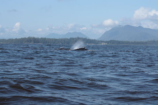 Und da sind sie! Grauwale