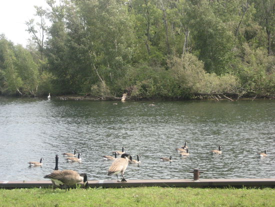 Canadian Geese