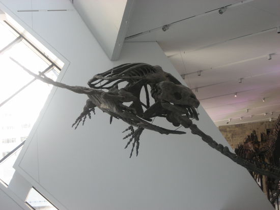 "Fliegende" Urzeitschildkröte