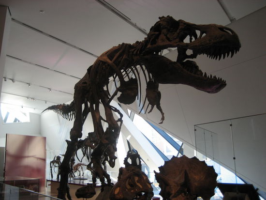 Scheint auch kein friedlicher Artgenosse gewesen zu sein