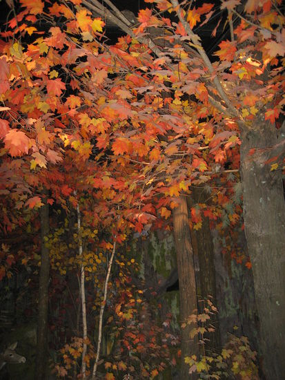 Herbst - so sieht es hier wohl bald wirklich aus