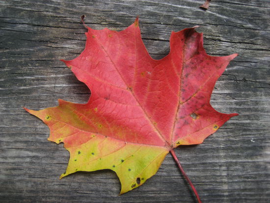 Langsam färben sich die Blätter