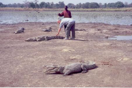 Bei der Krokodil-Fütterung in Bazoulé.
