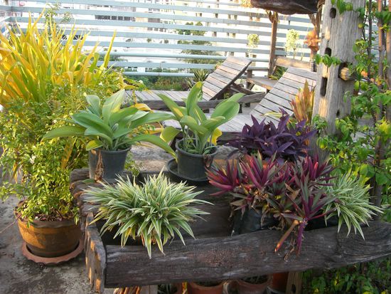 Schoene Liegen auf dem Dach