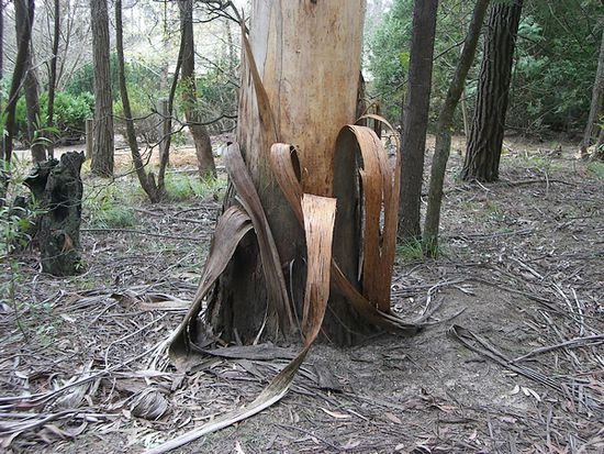 Sich schaelender Baum