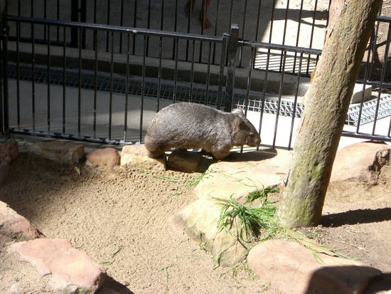 Wombat
