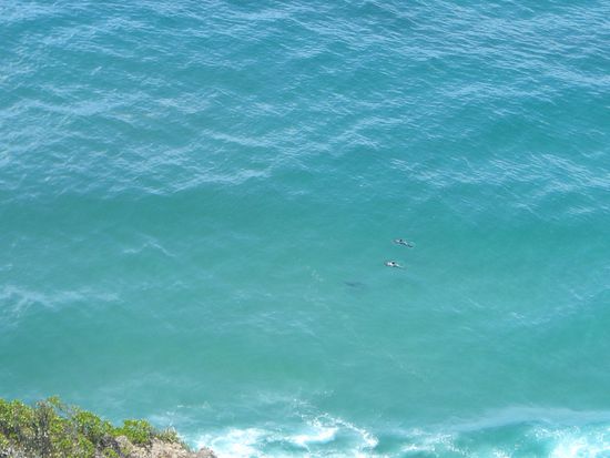 gut erkennbare Delfine..