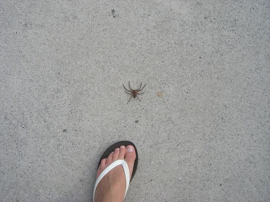 die erste grosse Spinne die ich bis jetzt gesehen habe, auf dem Fussgaengerweg