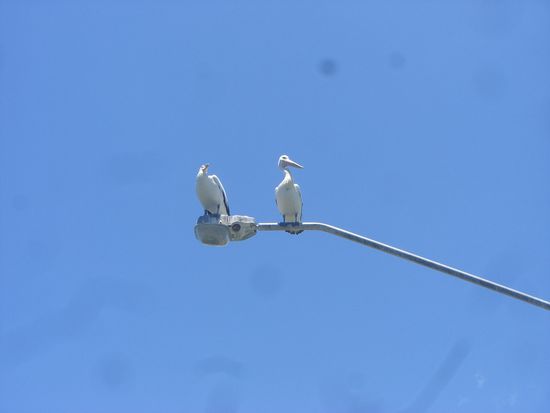 Pelikane gibts hier ueberall