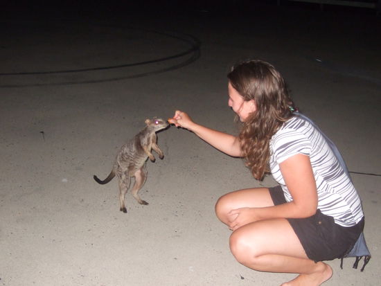 abends mit vielen hungrigen Wallabies 