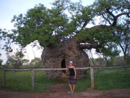Flaschenbaum - 14 Meter Umfang