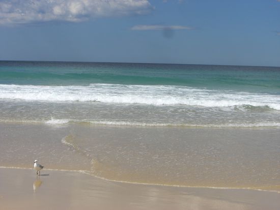 Bondi Beach und Moewe 