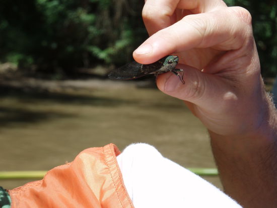 Die sind lauter als Grillen, aber genauso nervig!