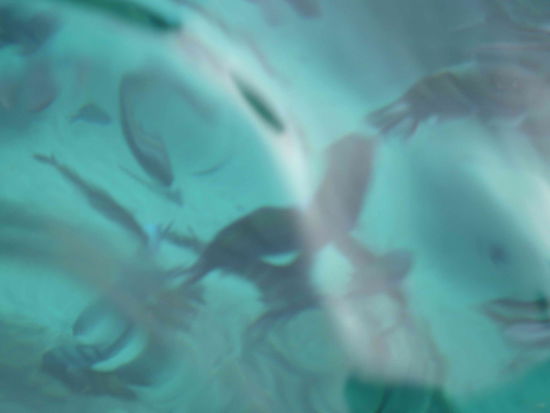 Leider ohne Unterwassergehaeuse