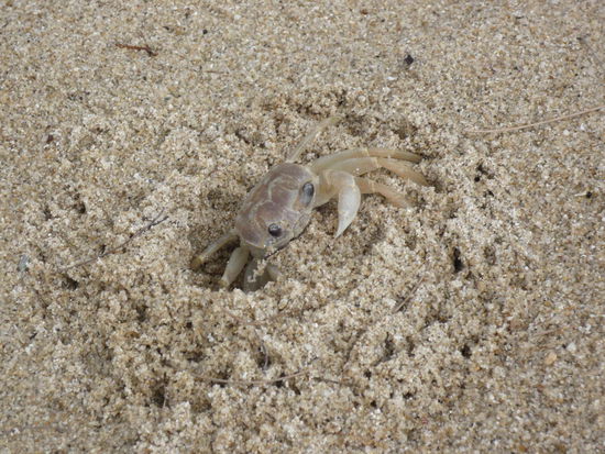 Was man so alles bei einem Strandspaziergang entdecken kann....