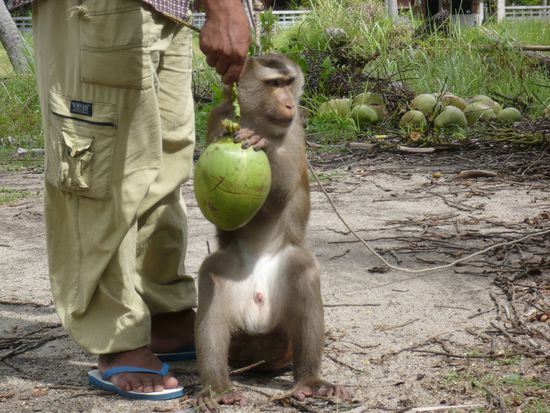 Und zeigt uns nochmal wie er die Nuss abdreht