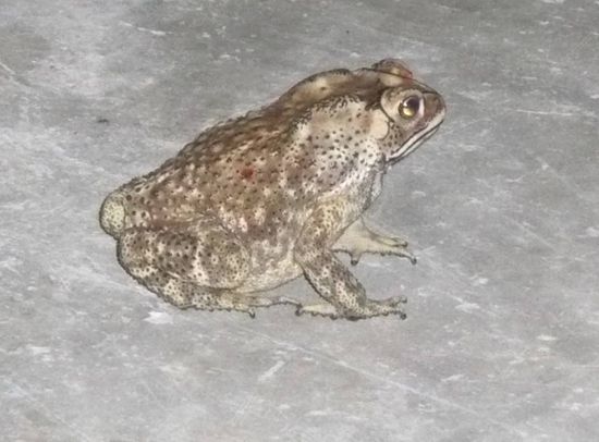 Regenzeit = Krötenzeit