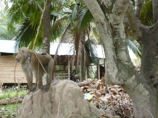 Der arme Affe, angebunden