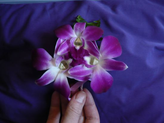 Orchid Service ueberall