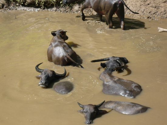 Erstaunlich, wie nah man bei der Tour den einheimischen Tieren war