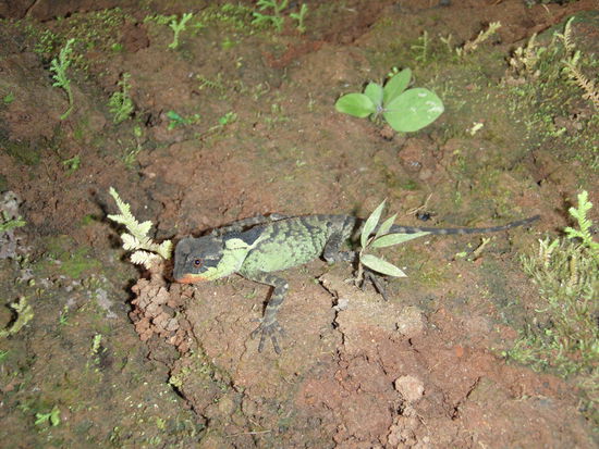 Da koennt'a ma seh'n, was da so alles kreucht und fleucht ...