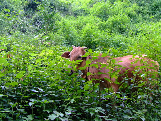 Ja, wer versteckt sich denn da?