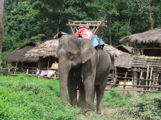 Gleich reiten wir auf den Elefanten!