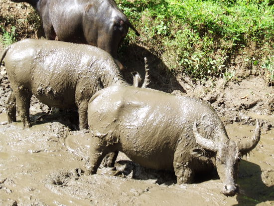 Ganz dicht sind die Wasserbüffel gewesen.