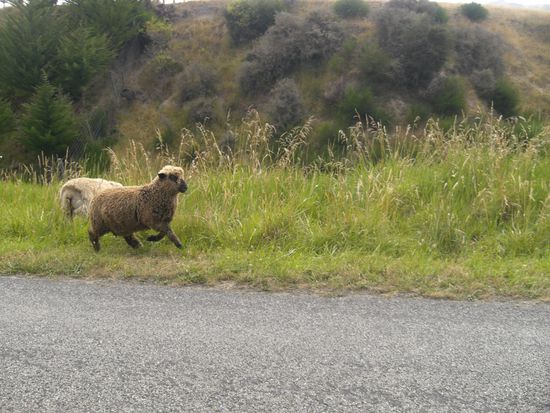 hop hop hop...schaefchen lauf galopp