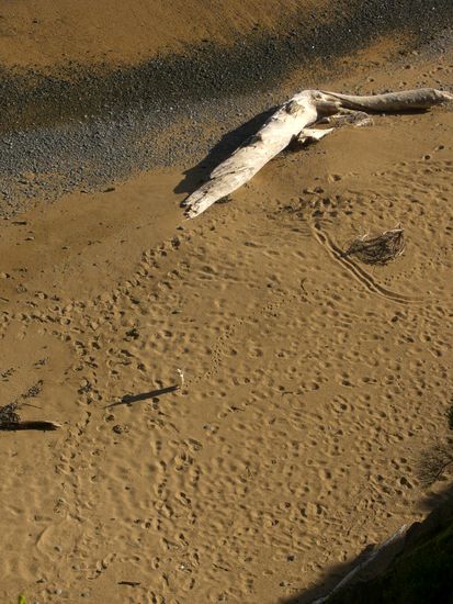 ...hier kommt gerade einer aus dem Meer gestapft!~!