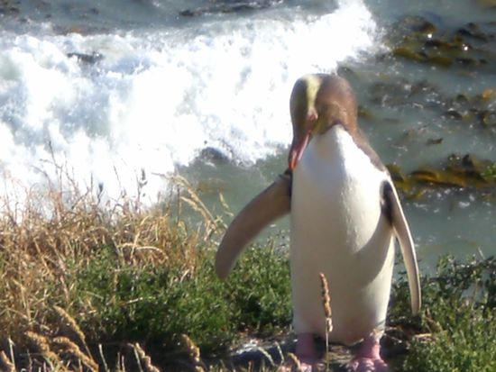 sie rufen sich gegenseitig verschiedene Laute zu...ob die anderen wohl bald kommen???