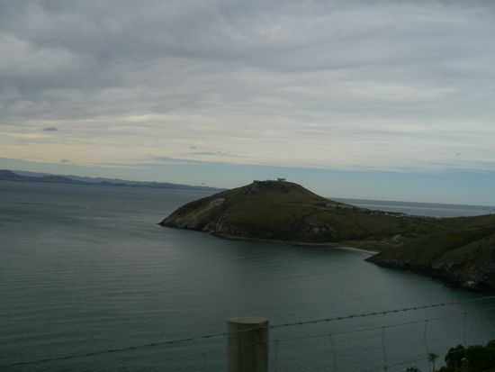 da hinten ist die Albatrosskolonie