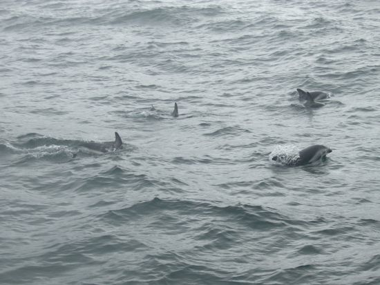 Wir treffen auf eine Herde Delfine, die uns ein Stueck weit begleiten ......