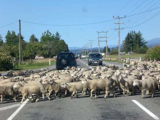 Schafherde kreuzt unseren Weg