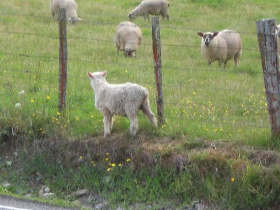 Dieses kleine Laemmlein lief auf der Strasse herum...