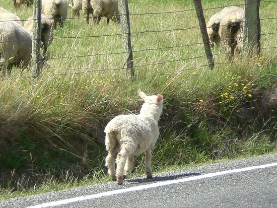 ... mit Hilfe eines Einheimischen konnten wir es retten!